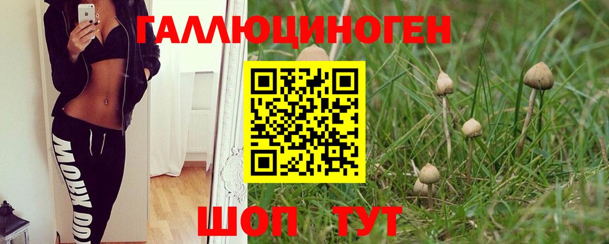 Галлюциногенные грибы Psilocybe Киров